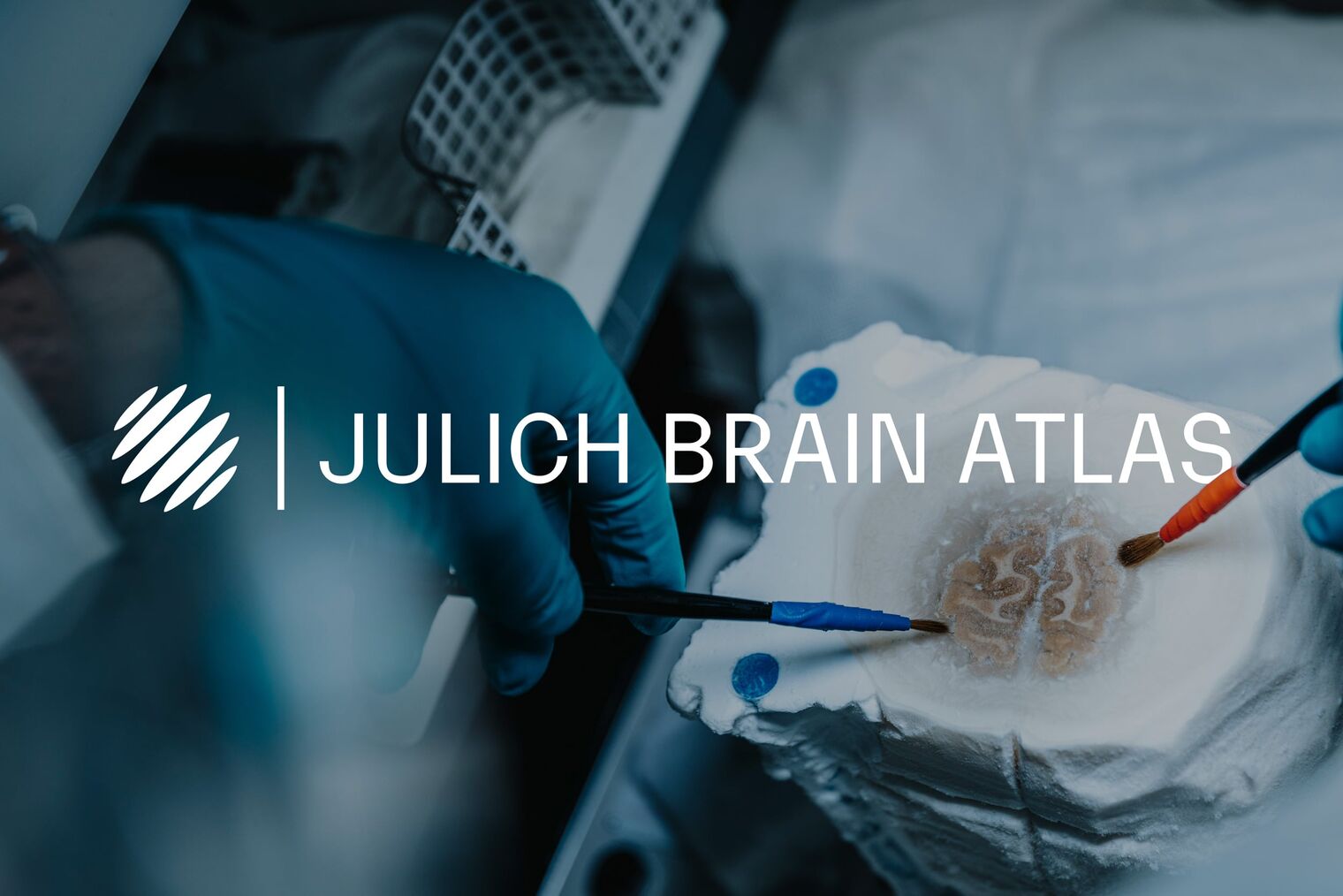 Julich Brain Atlas Logo auf Foto