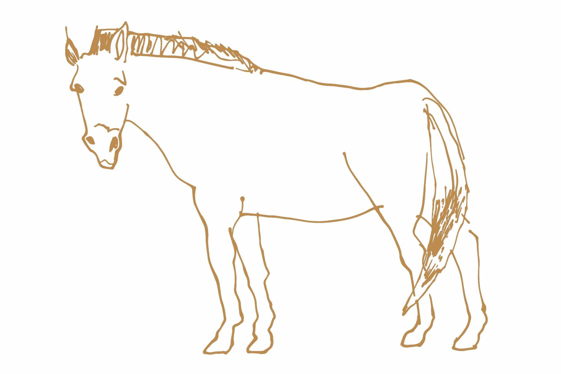 71east Illustration Pferd